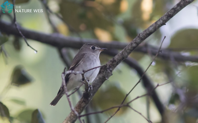 Asian Brown Flycatcher